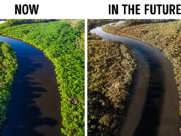Đây là 11 điều tồi tệ sẽ xảy ra với Trái Đất nếu rừng Amazon bị thiêu rụi hoàn toàn