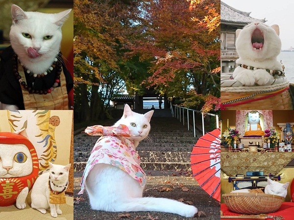 Ngôi đền ở Nhật có trụ trì là mèo béo ham ngủ