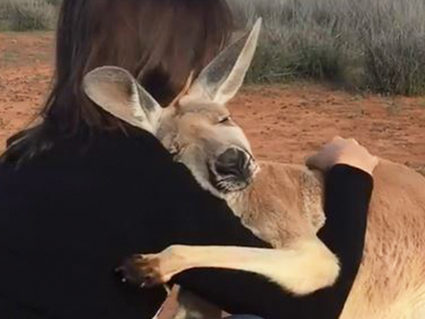 Bạn kangaroo ngày nào cũng ôm các ân nhân, khiến cộng đồng mạng tan chảy