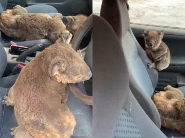 2 chàng trai cho gấu koala vào ôtô để thoát khỏi cháy rừng ở Australia
