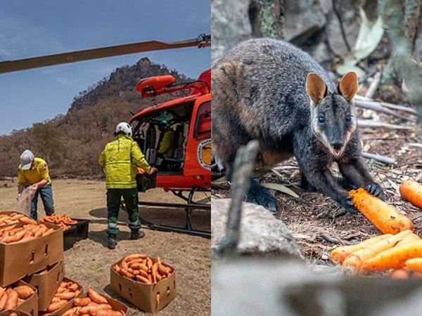 Dùng máy bay thả cà rốt cứu chuột túi sau thảm họa cháy rừng Australia