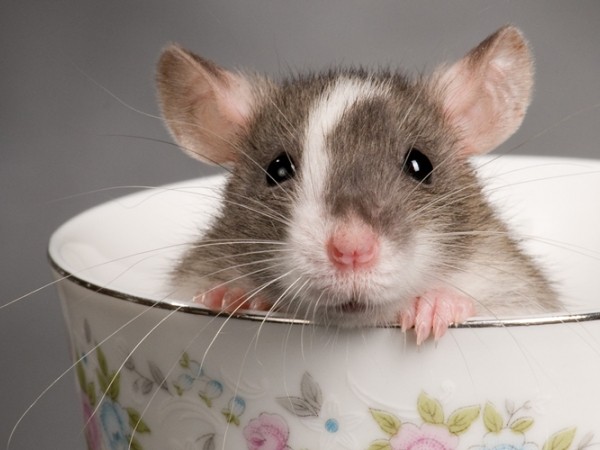 Những điều thú vị về chú chuột – loài vật đại diện của năm Canh Tý 2020