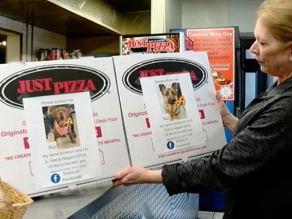 Lý do tốt đẹp đằng sau việc tiệm pizza đính ảnh những chú chó lên hộp đựng bánh