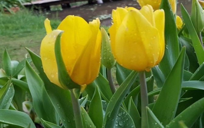 Rực rỡ sắc màu tulip giữa mùa Đông giá rét ở Hà Nội